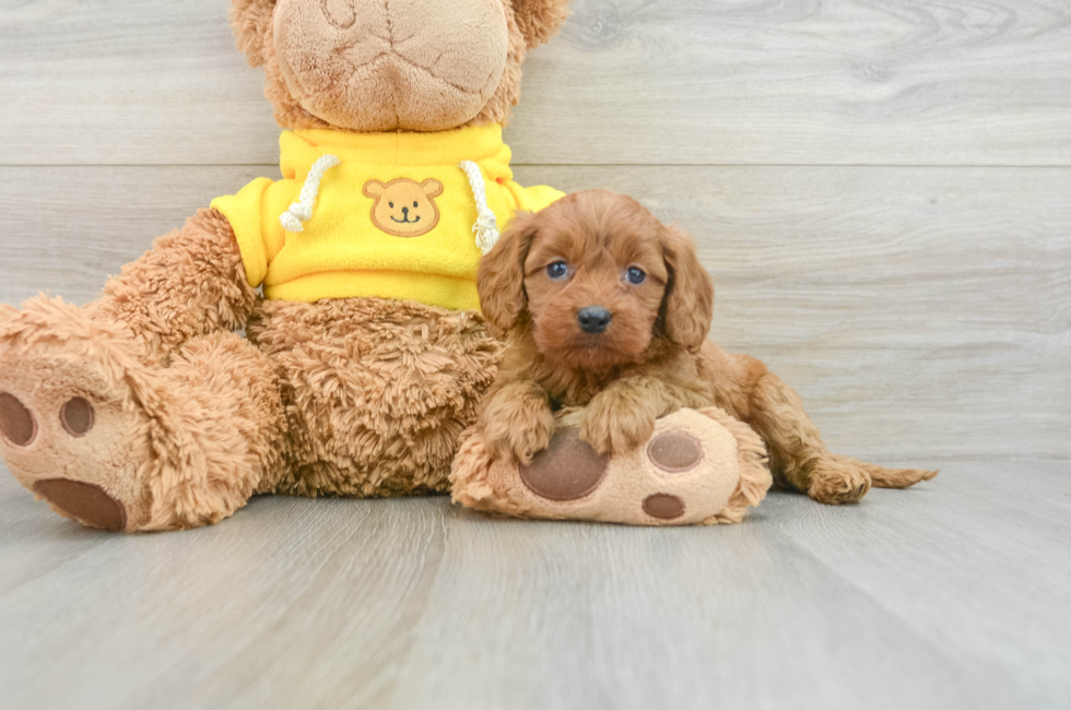 8 week old Cavapoo Puppy For Sale - Florida Fur Babies