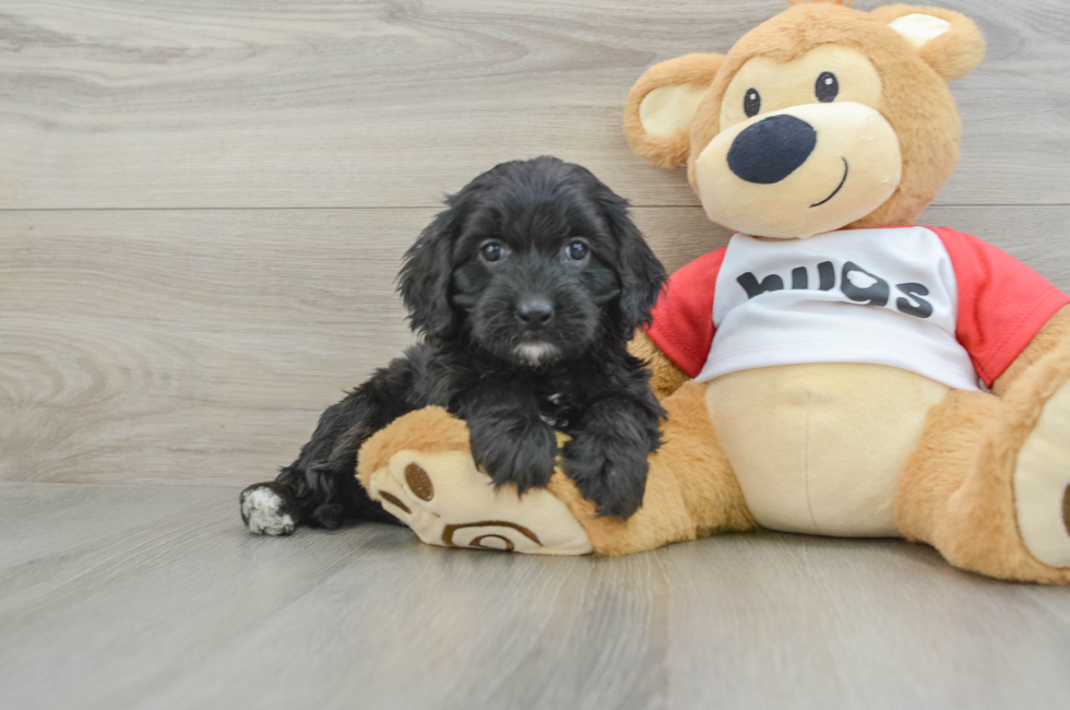 5 week old Cavapoo Puppy For Sale - Florida Fur Babies