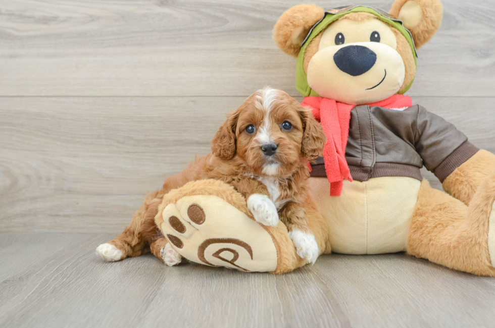 6 week old Cavapoo Puppy For Sale - Florida Fur Babies