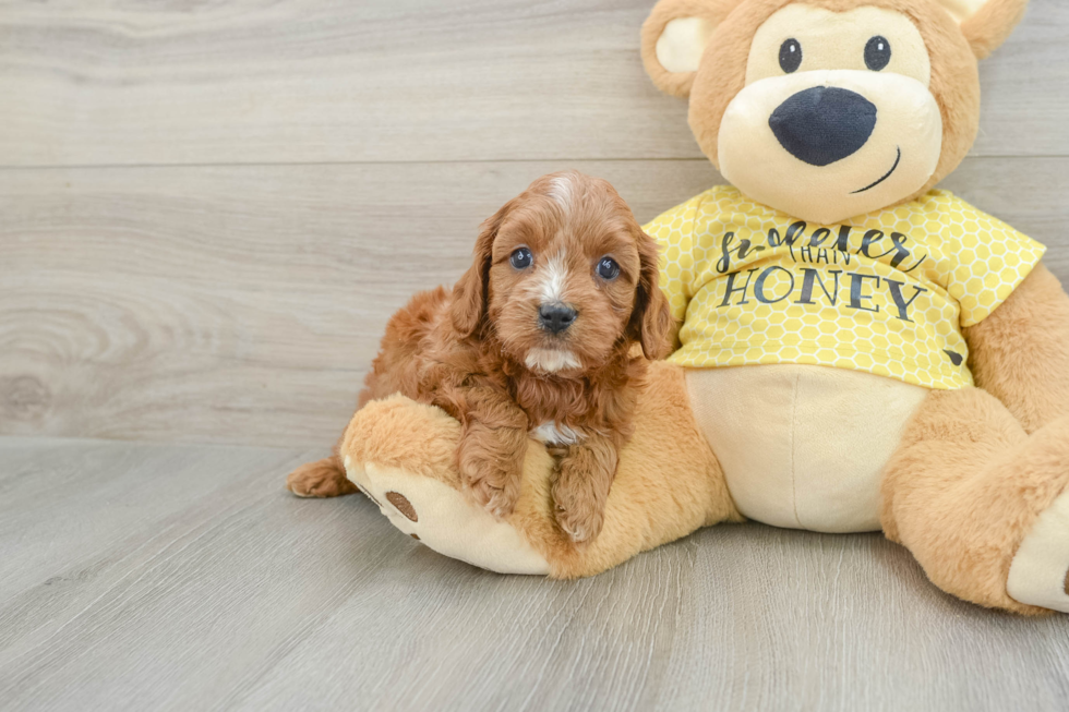 Funny Cavapoo Poodle Mix Pup