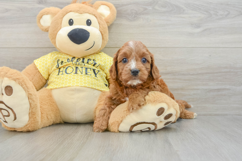 5 week old Cavapoo Puppy For Sale - Florida Fur Babies