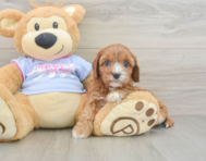 8 week old Cavapoo Puppy For Sale - Florida Fur Babies