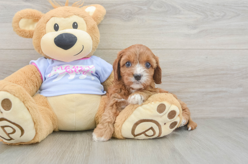 5 week old Cavapoo Puppy For Sale - Florida Fur Babies