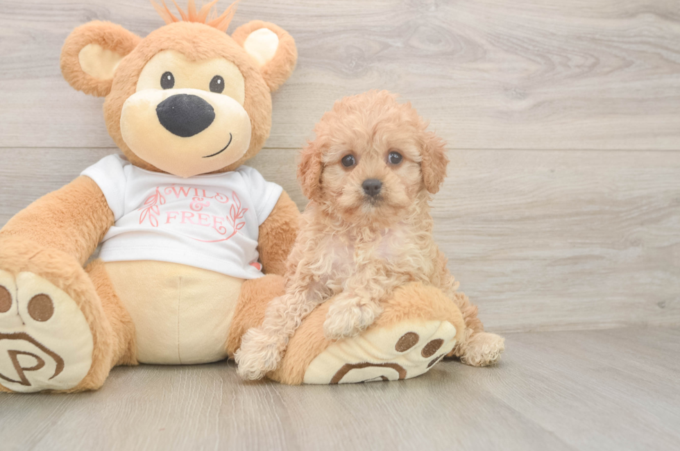 6 week old Cavapoo Puppy For Sale - Florida Fur Babies