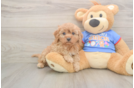 Petite Cavapoo Poodle Mix Pup