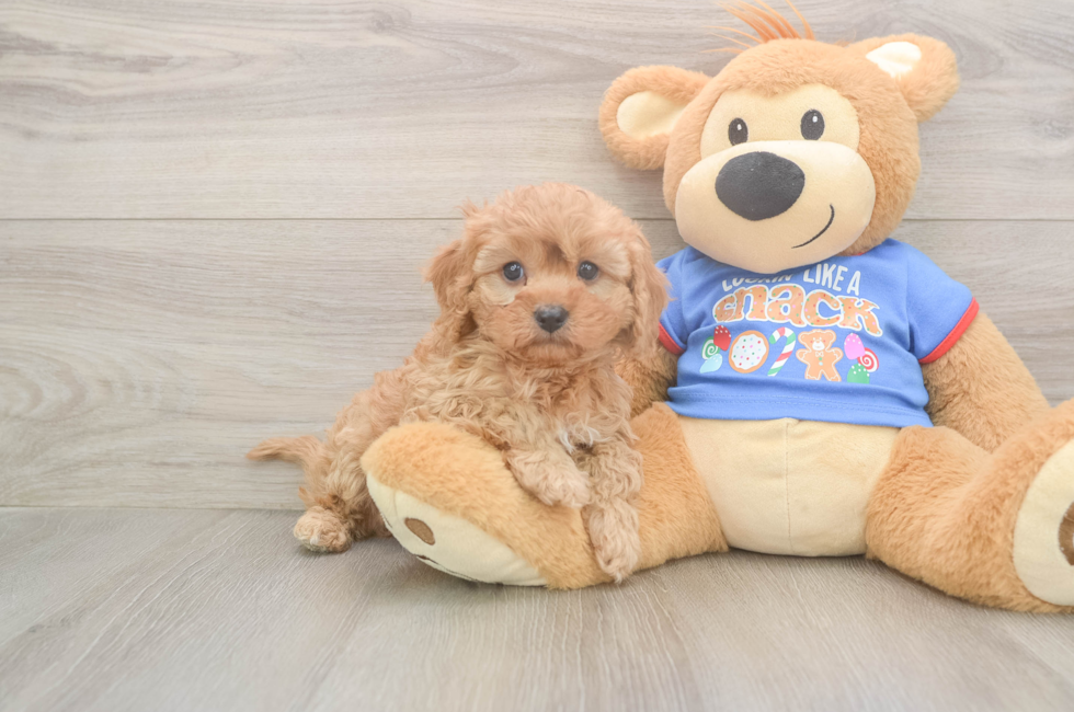 5 week old Cavapoo Puppy For Sale - Florida Fur Babies