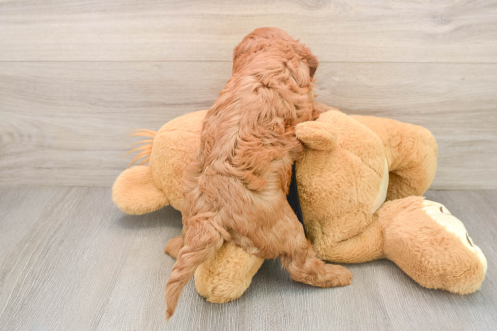 Best Cavapoo Baby