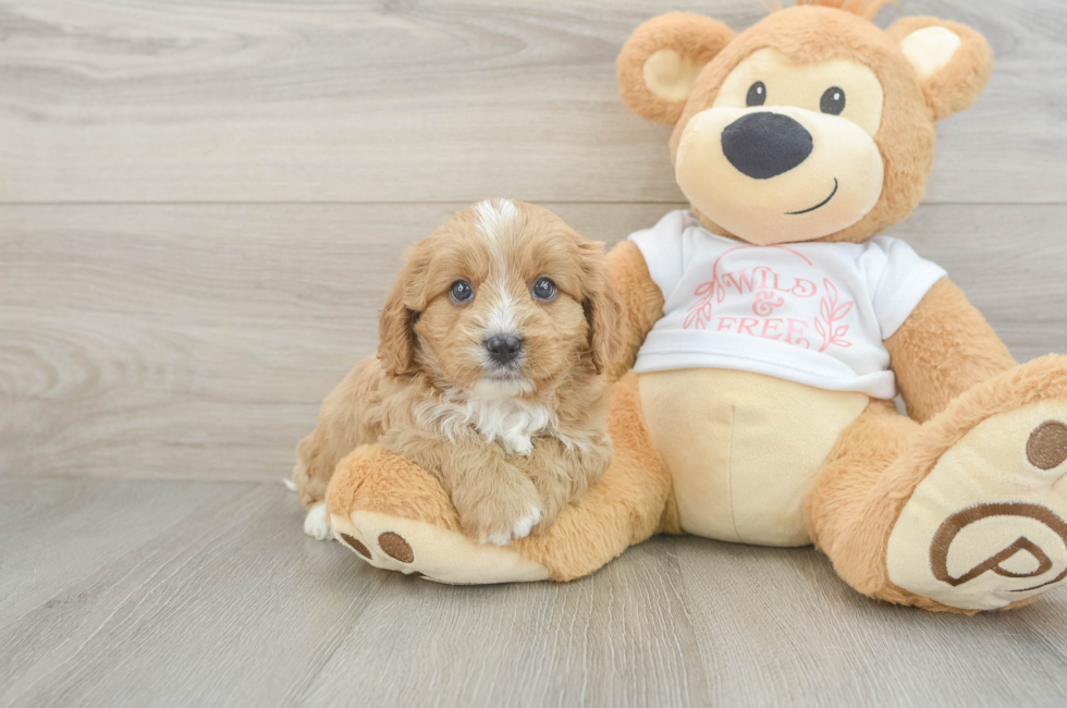 7 week old Cavapoo Puppy For Sale - Florida Fur Babies