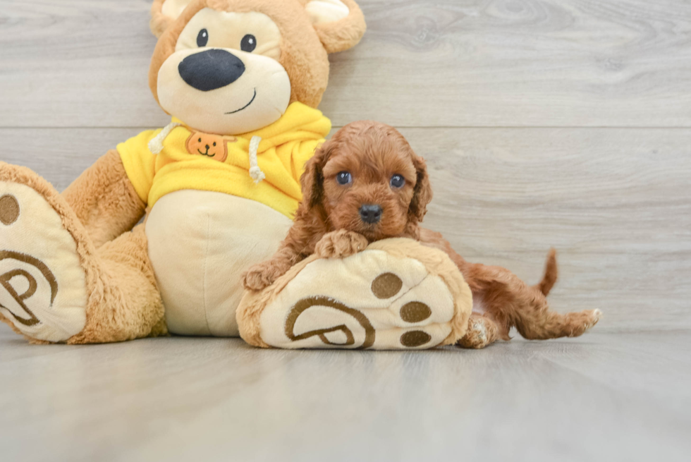 Friendly Cavapoo Baby