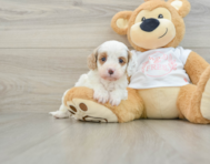 7 week old Cavapoo Puppy For Sale - Florida Fur Babies