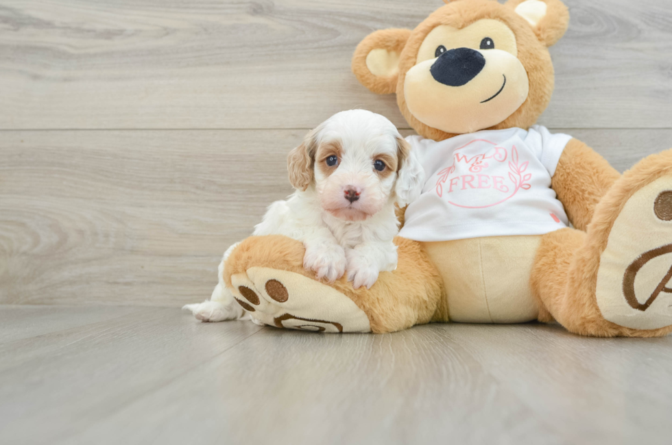 7 week old Cavapoo Puppy For Sale - Florida Fur Babies