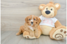 Best Cavapoo Baby