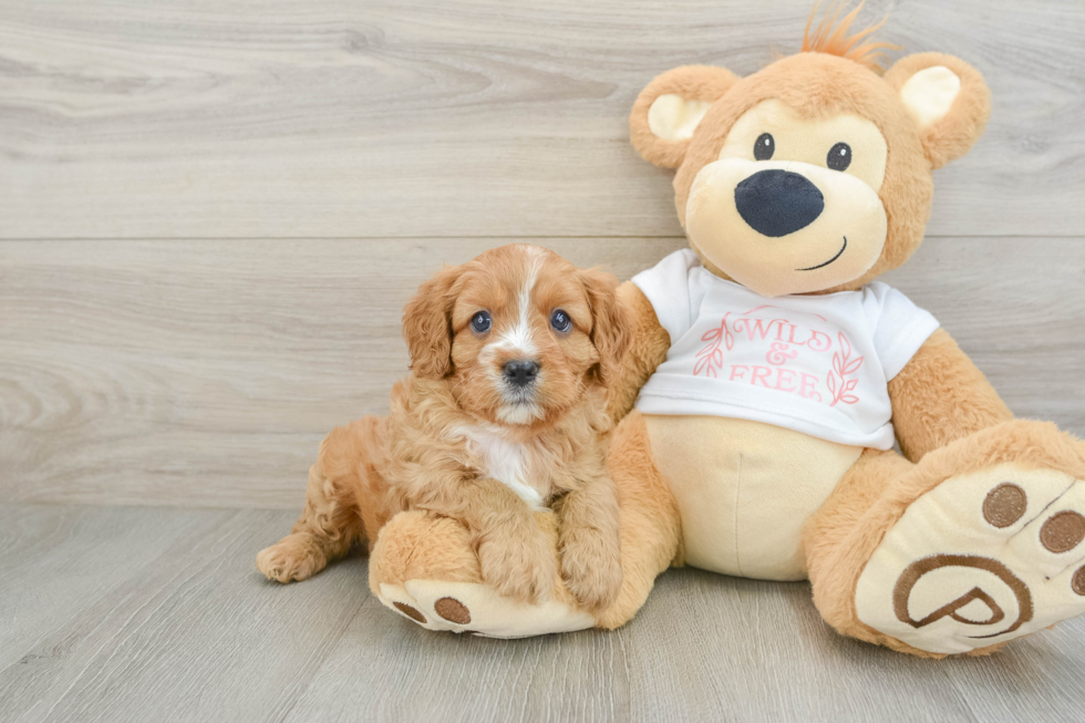 Best Cavapoo Baby