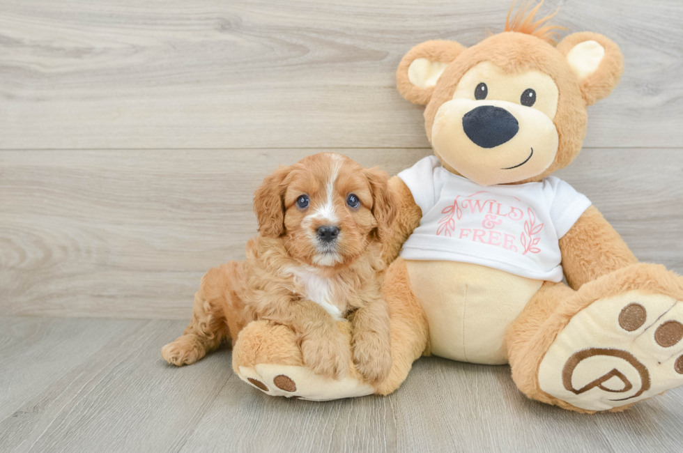 7 week old Cavapoo Puppy For Sale - Florida Fur Babies