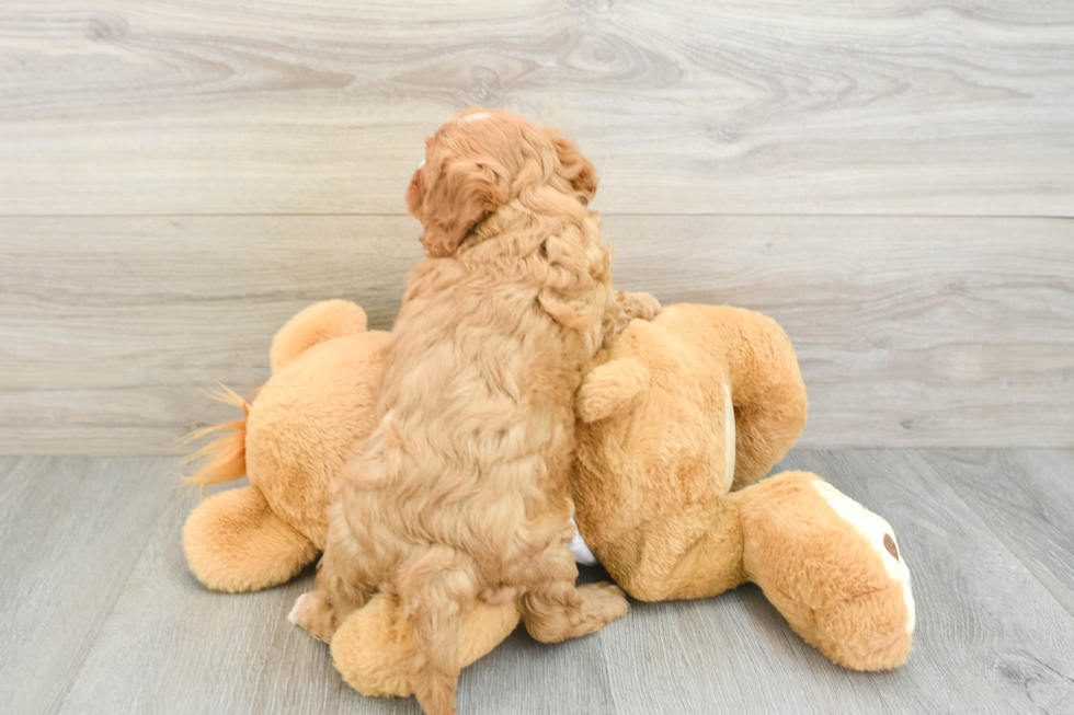 Cavapoo Pup Being Cute