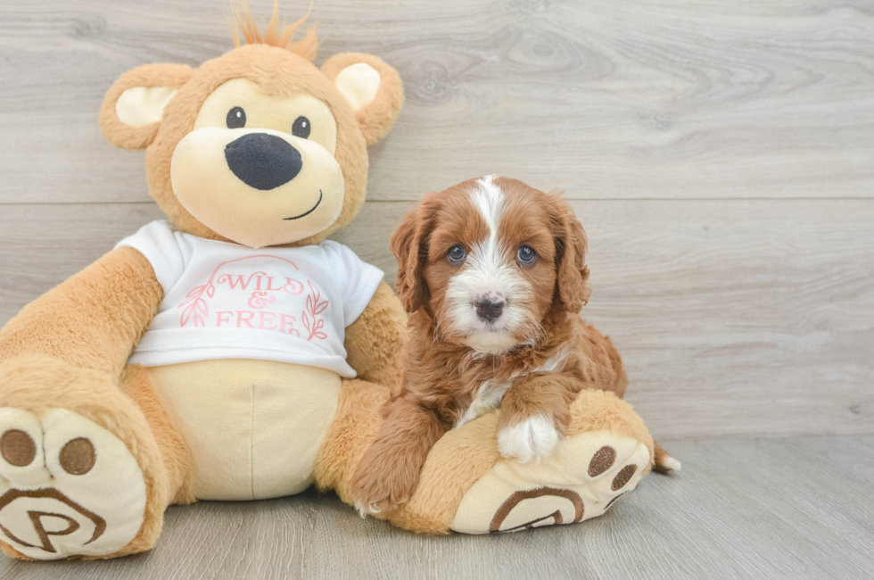 5 week old Cavapoo Puppy For Sale - Florida Fur Babies