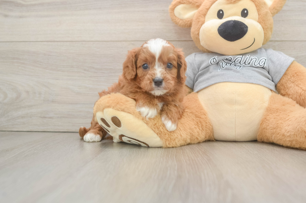 5 week old Cavapoo Puppy For Sale - Florida Fur Babies