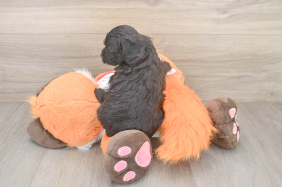 Cavapoo Puppy for Adoption