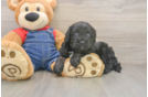 Cavapoo Pup Being Cute
