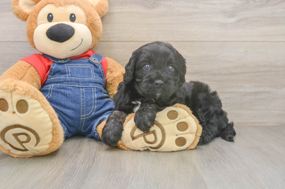 5 week old Cavapoo Puppy For Sale - Florida Fur Babies