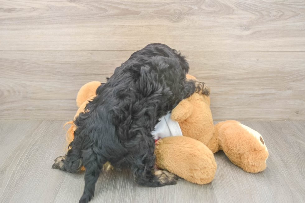 Meet Ray - our Cavapoo Puppy Photo  3/3 - Florida Fur Babies Popular Cavapoo Poodle Mix Pup