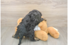 Meet Ray - our Cavapoo Puppy Photo  3/3 - Florida Fur Babies Popular Cavapoo Poodle Mix Pup