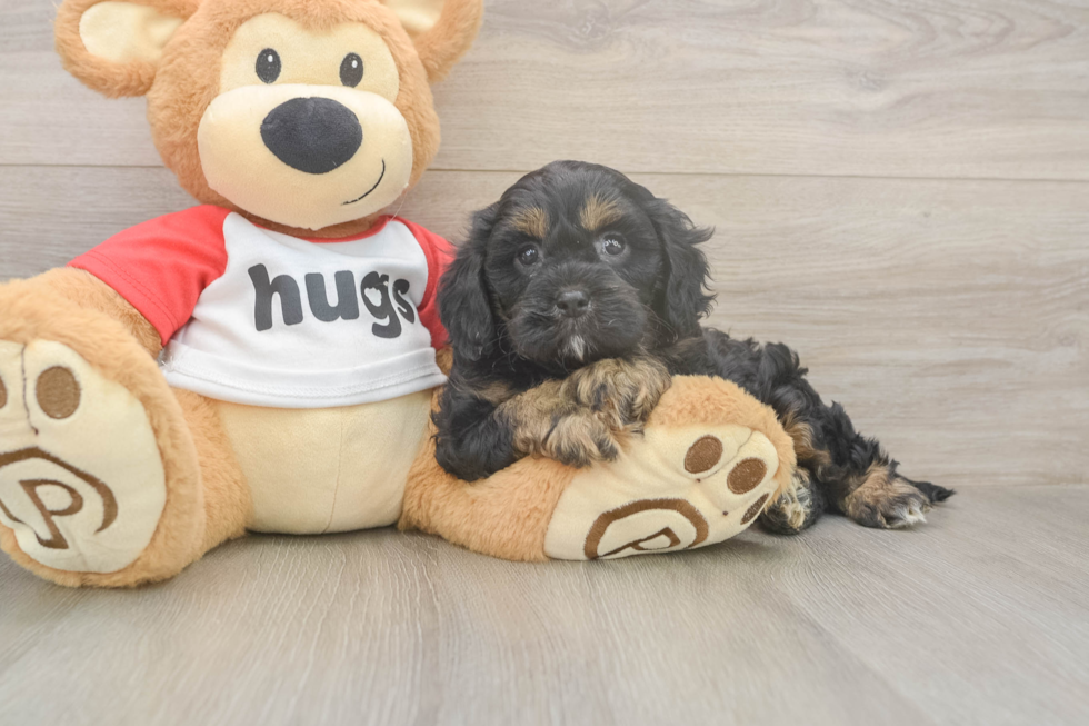 Meet Ray - our Cavapoo Puppy Photo  2/3 - Florida Fur Babies Friendly Cavapoo Baby