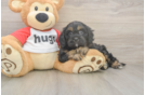 Meet Ray - our Cavapoo Puppy Photo  2/3 - Florida Fur Babies Friendly Cavapoo Baby
