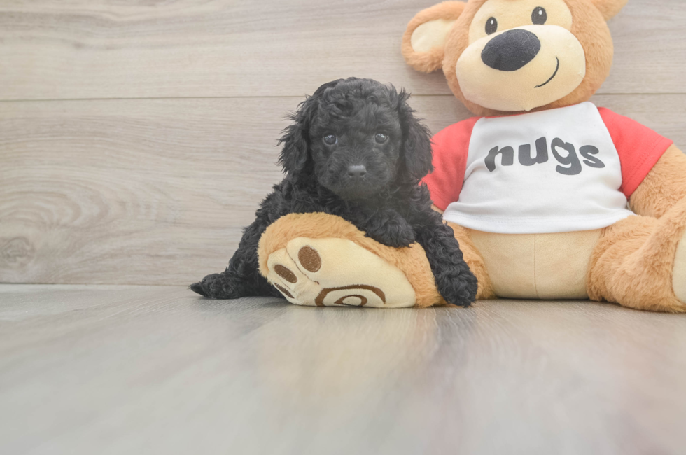 5 week old Cavapoo Puppy For Sale - Florida Fur Babies