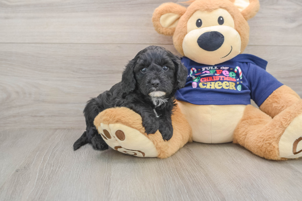 Cavapoo Pup Being Cute