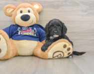 6 week old Cavapoo Puppy For Sale - Florida Fur Babies