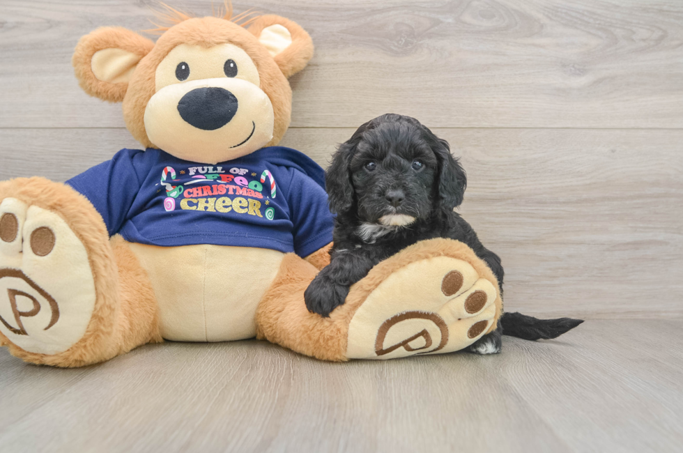 5 week old Cavapoo Puppy For Sale - Florida Fur Babies