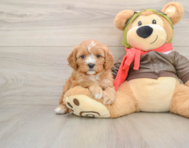 7 week old Cavapoo Puppy For Sale - Florida Fur Babies