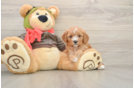 Cavapoo Puppy for Adoption