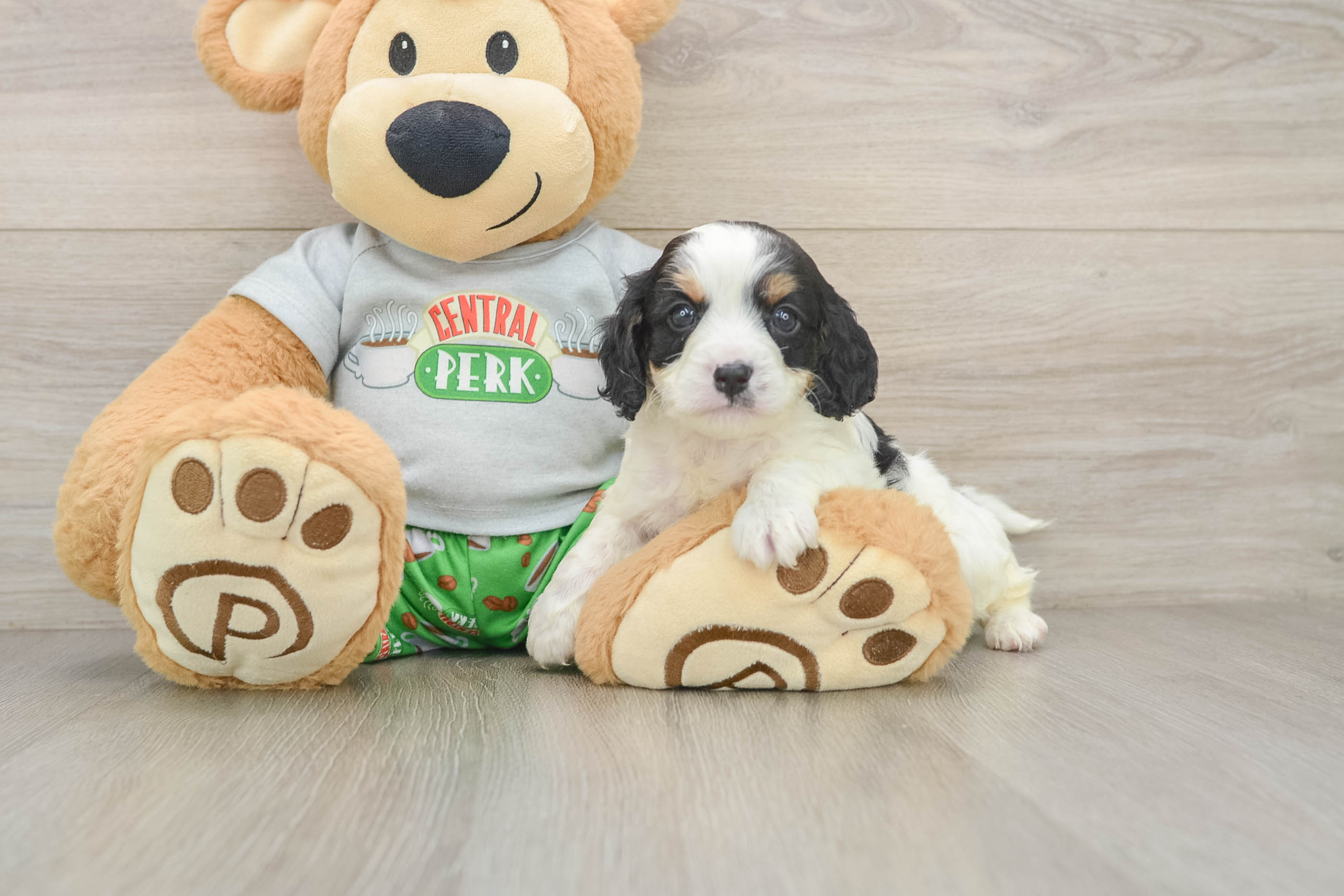 Adorable Cavalier King Charles Spaniel and Poodle Mix Poodle Mix Puppy