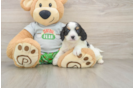 Adorable Cavalier King Charles Spaniel and Poodle Mix Poodle Mix Puppy