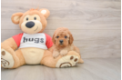 Playful Cavapoodle Poodle Mix Puppy
