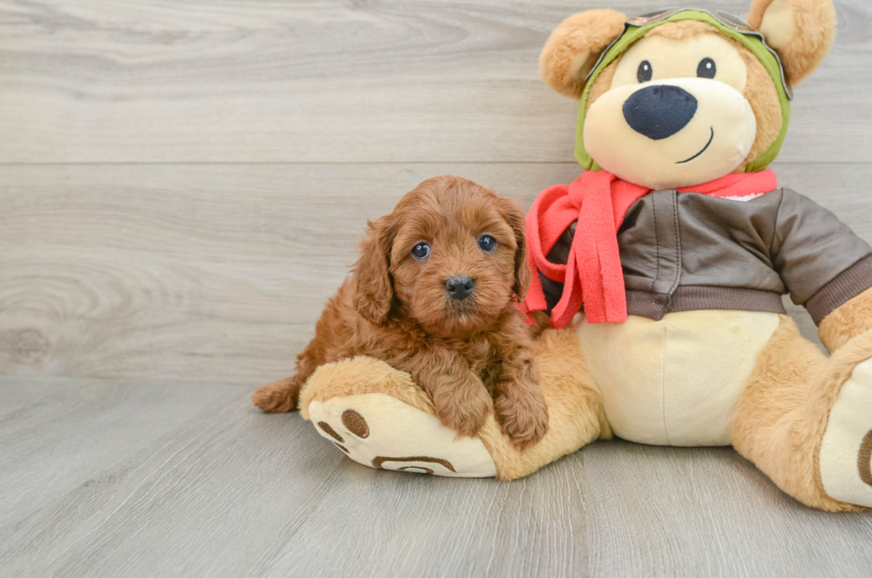 6 week old Cavapoo Puppy For Sale - Florida Fur Babies