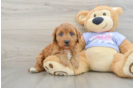 Adorable Cavalier King Charles Spaniel and Poodle Mix Poodle Mix Puppy