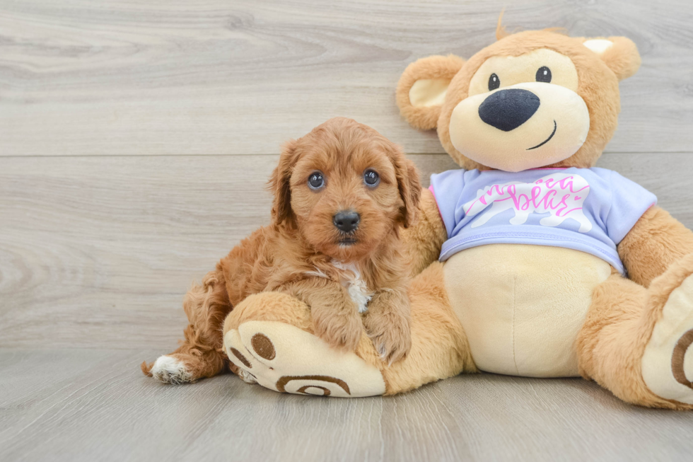 Adorable Cavalier King Charles Spaniel and Poodle Mix Poodle Mix Puppy