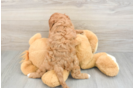 Cavapoo Puppy for Adoption