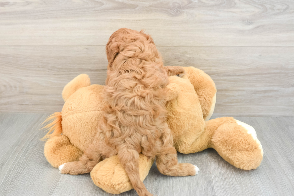 Cavapoo Puppy for Adoption