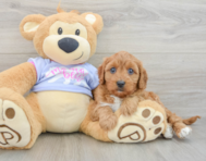 8 week old Cavapoo Puppy For Sale - Florida Fur Babies