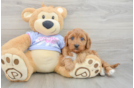 Sweet Cavapoo Baby