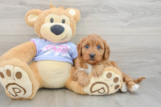Sweet Cavapoo Baby