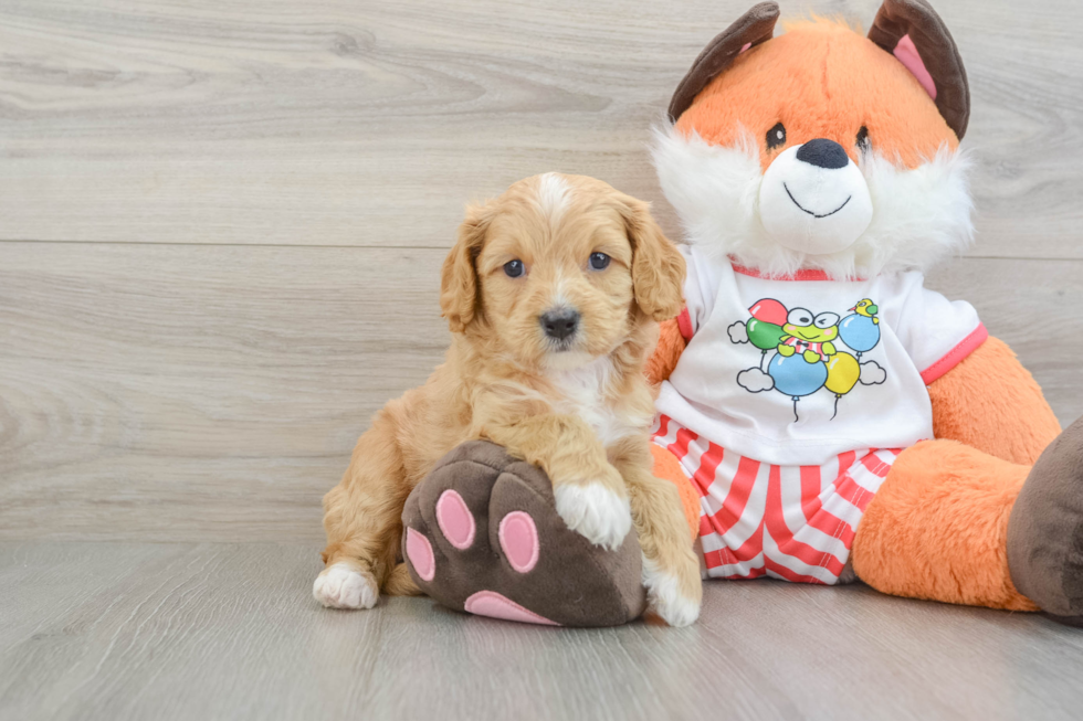 Cute Cavapoo Baby