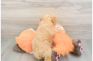 Fluffy Cavapoo Poodle Mix Pup