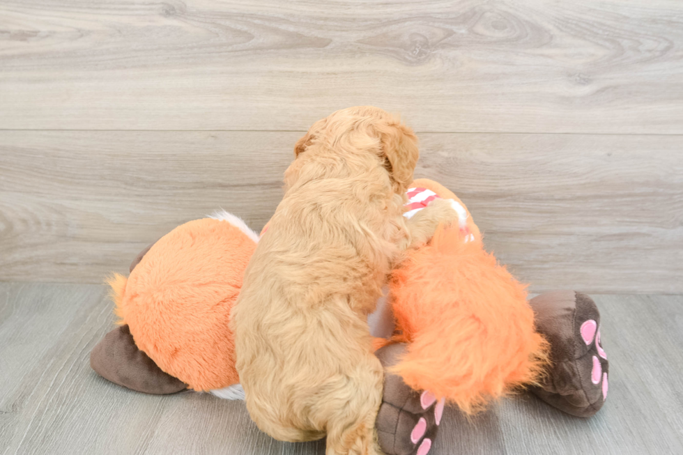 Fluffy Cavapoo Poodle Mix Pup