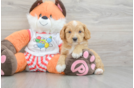 Adorable Cavalier King Charles Spaniel and Poodle Mix Poodle Mix Puppy
