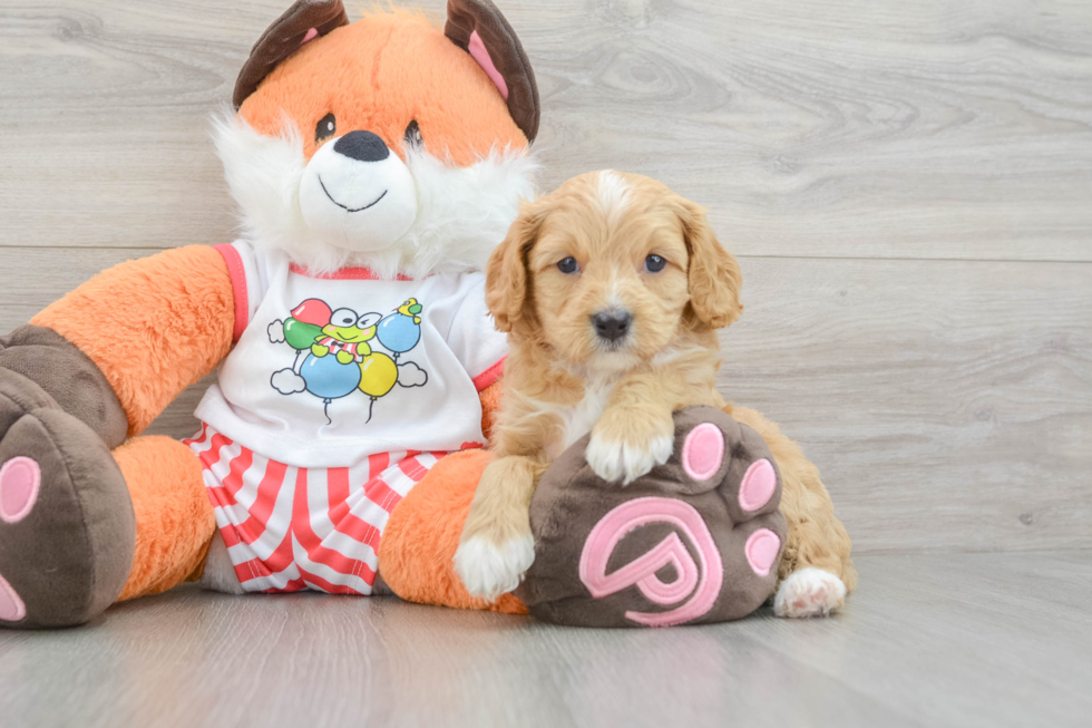 Adorable Cavalier King Charles Spaniel and Poodle Mix Poodle Mix Puppy
